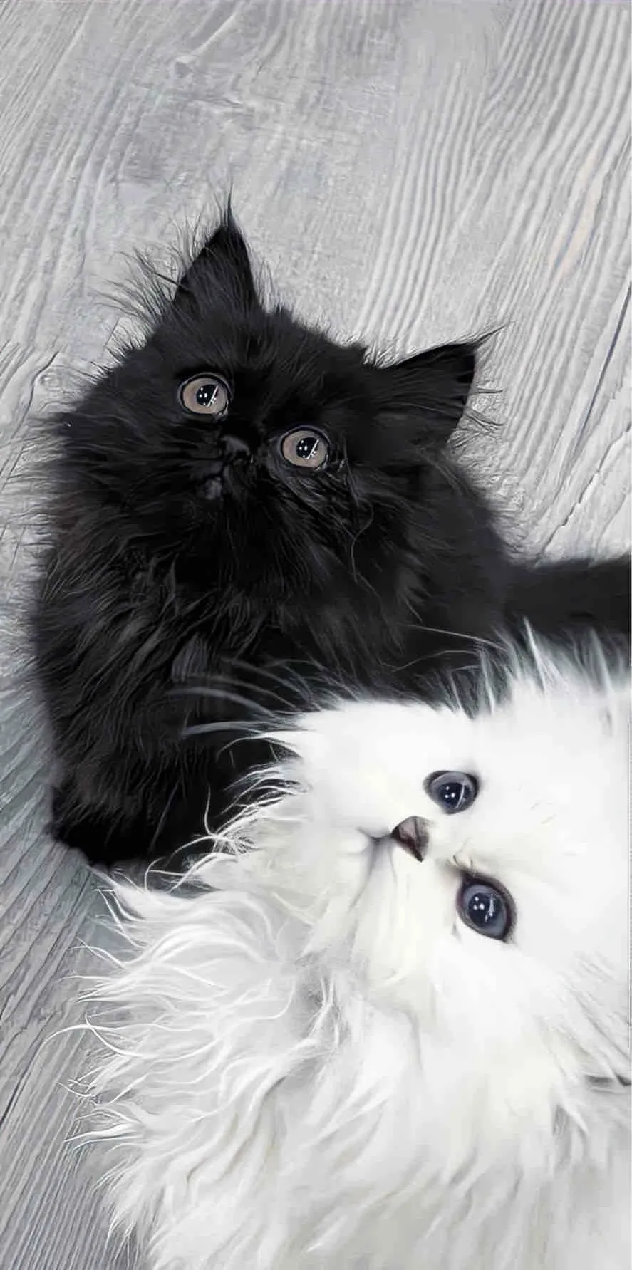 分享个手机壁纸🐱-青争开放社区