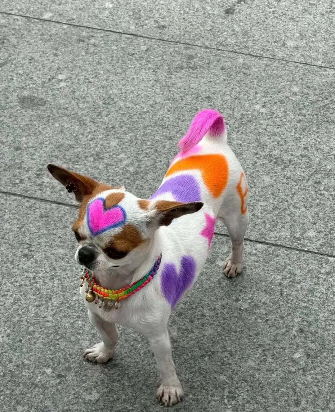 🐶这狗太炸裂了 | 昂首挺胸的样子，充满了自信，仿佛看见当年自己才从洗剪吹出来一样🤪-青争开放社区