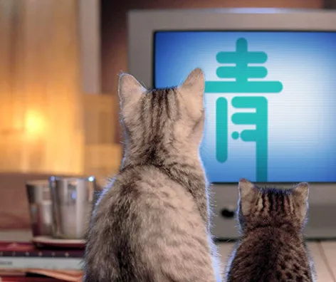毛孩子不听劝非要看电视，对眼睛不好呀