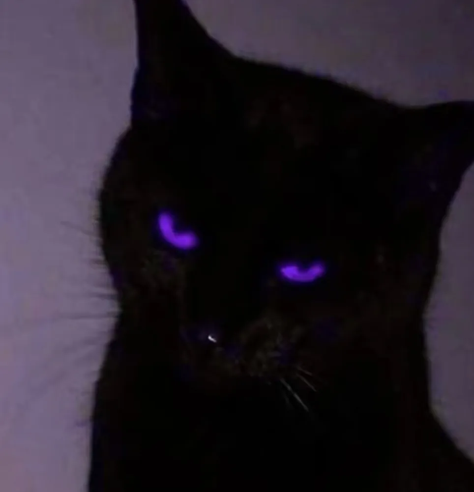 坏猫-青争开放社区