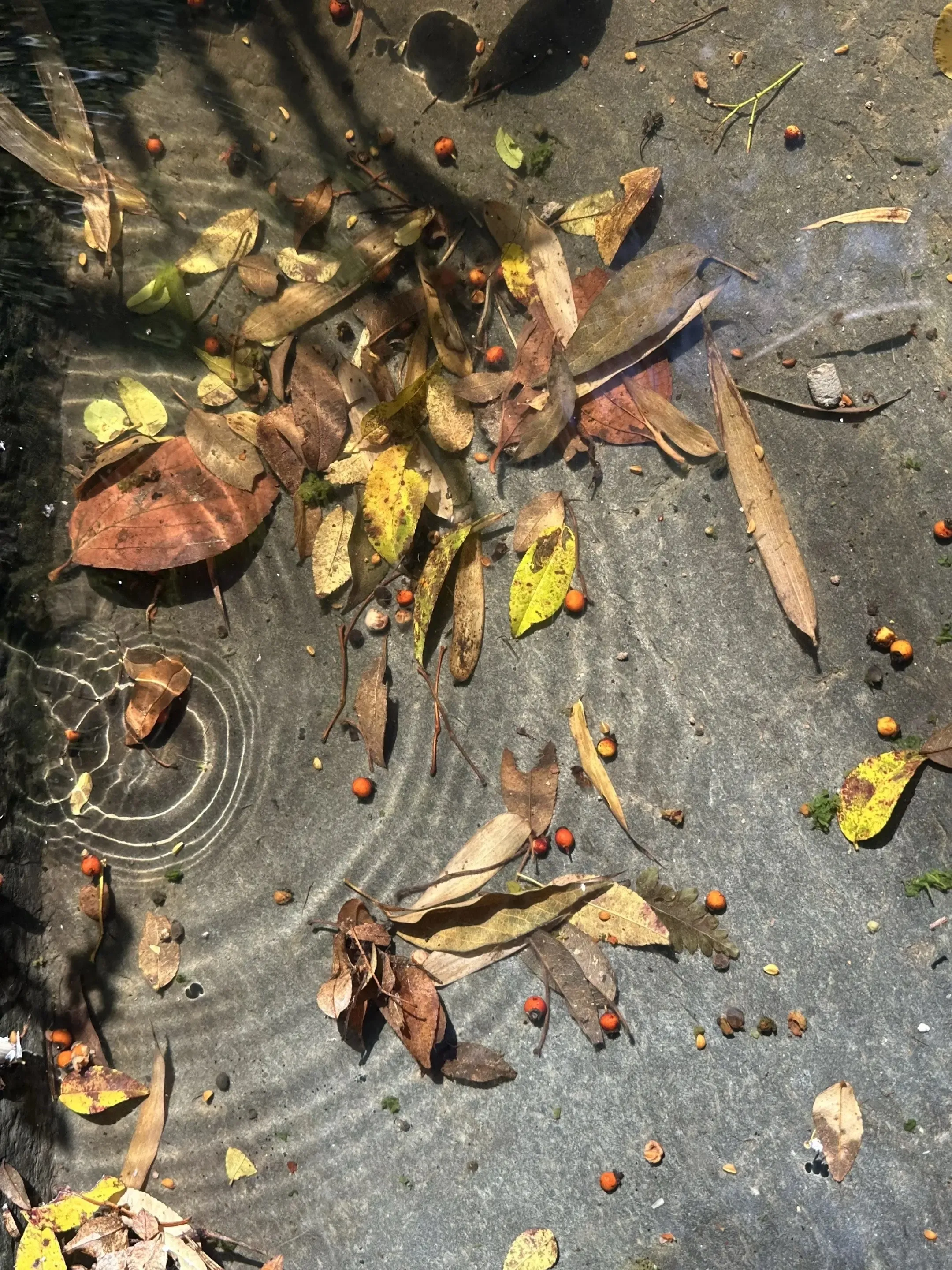 20250129105841143-IMG_6299