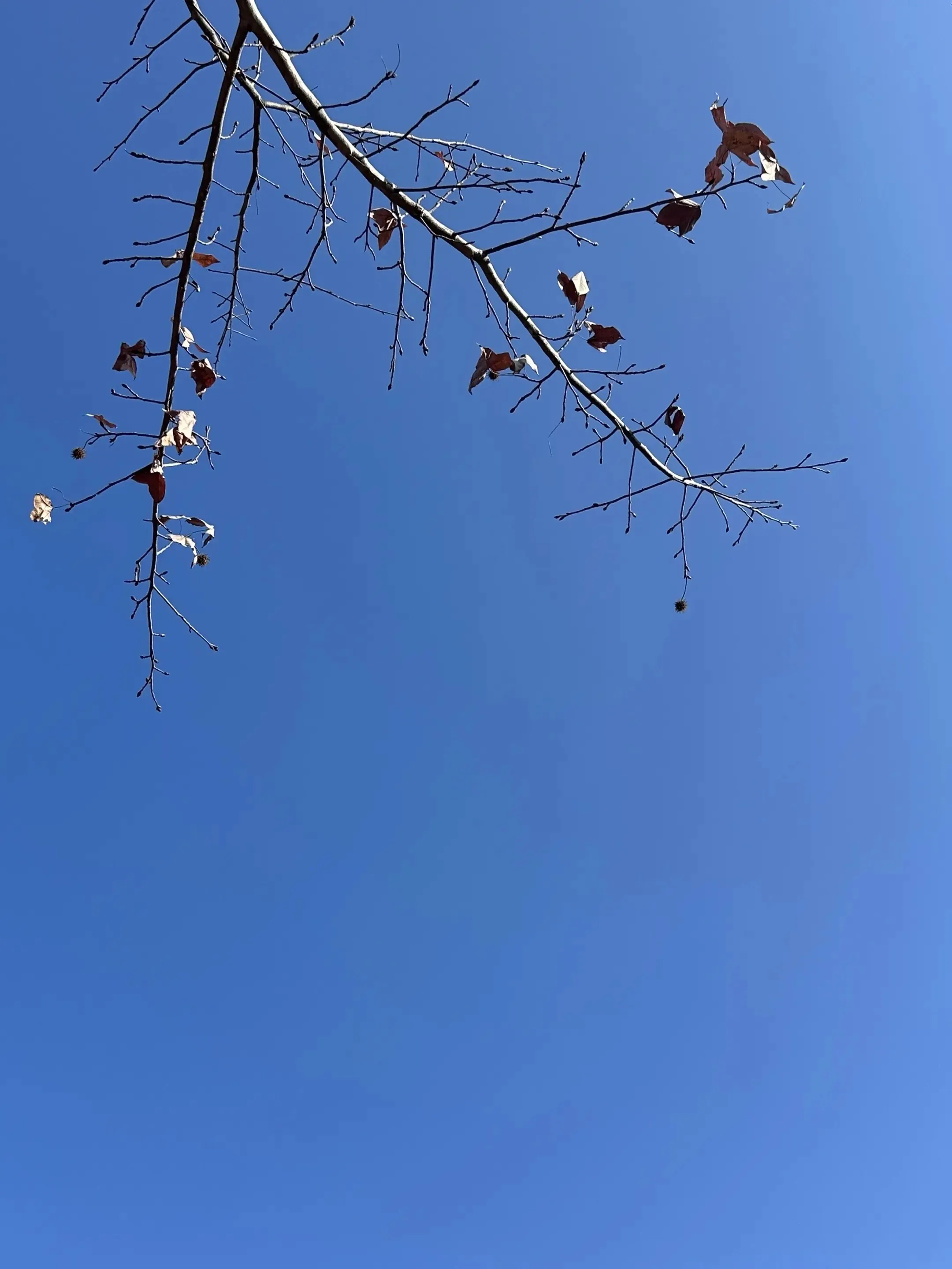 20250129105902918-IMG_6304